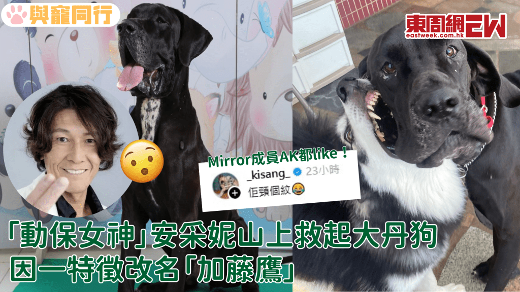  「動保女神」安采妮山上執到大丹狗 因一特徵改名「加藤鷹」