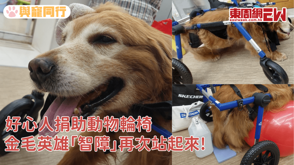老有所依動物村金毛英雄「智障」有輪椅喇！再次站起來走到洪媽媽身邊
