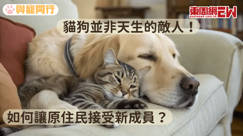 如何讓貓狗共處同一屋簷下?三步驟令牠們成為相親相愛的室友