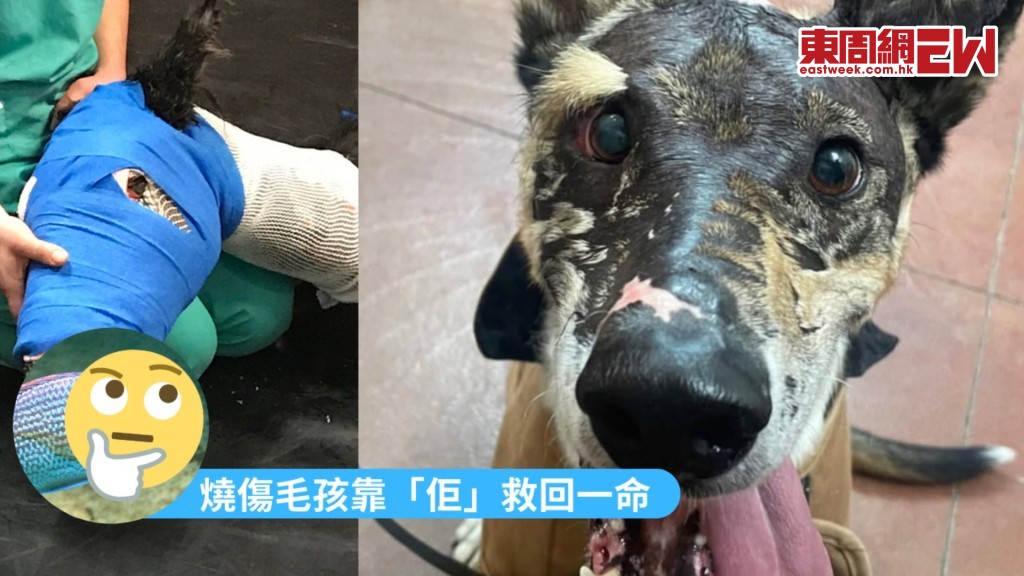 寵物醫療│毛孩燒傷致面目全非 這一生物救回牠們一命