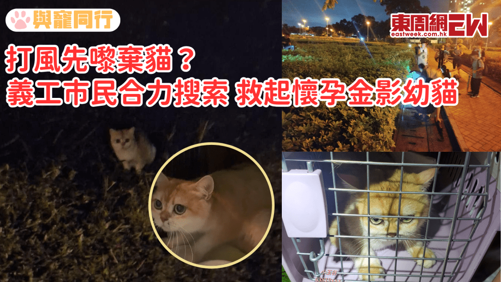 打風先嚟棄貓？義工市民合力搜索 救起懷孕金影幼貓