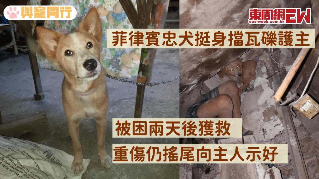 菲律賓忠犬挺身擋瓦礫護主 被困兩天後獲救 重傷仍向主人搖尾示好