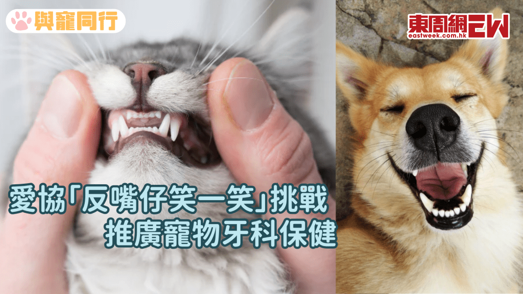 拍下毛孩反嘴仔微笑照片 贏取愛協免費牙齒檢查
