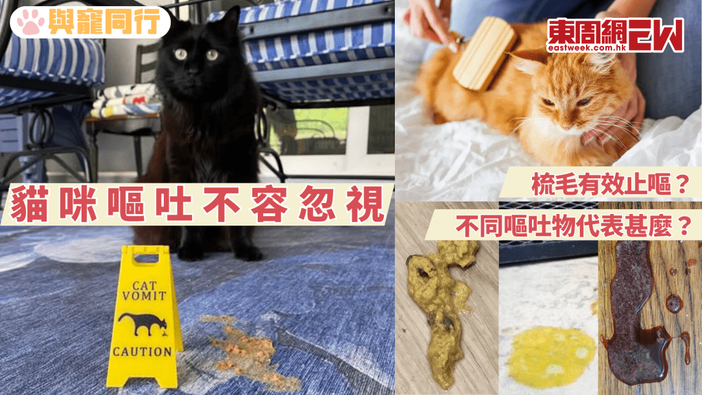 貓咪嘔吐成因多 化毛膏、貓草邊樣有效止吐毛？