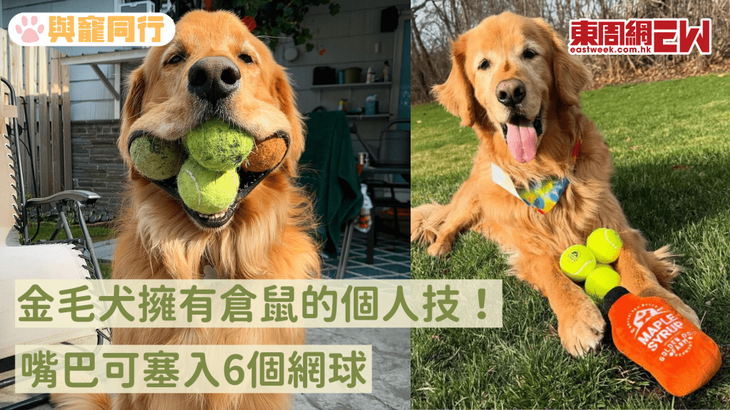 金毛尋回犬打破健力士世界紀錄 一口能塞入6個網球