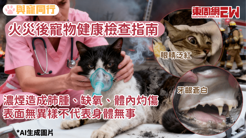 火災獲救動物潛藏健康危機 不會有即時症狀 獸醫教如何判斷身體狀況