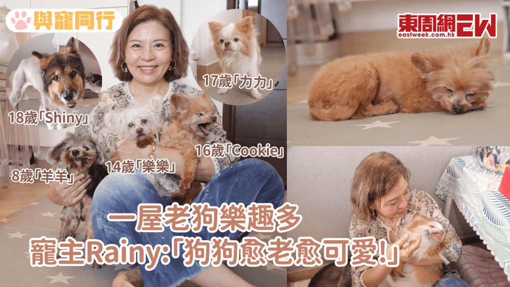 領養16歲白內障老狗 不爭不吵靜靜陪伴彼此 