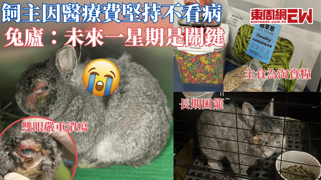 求集氣！飼主因醫藥費高昂 耽誤兔兔就醫致生命危殆