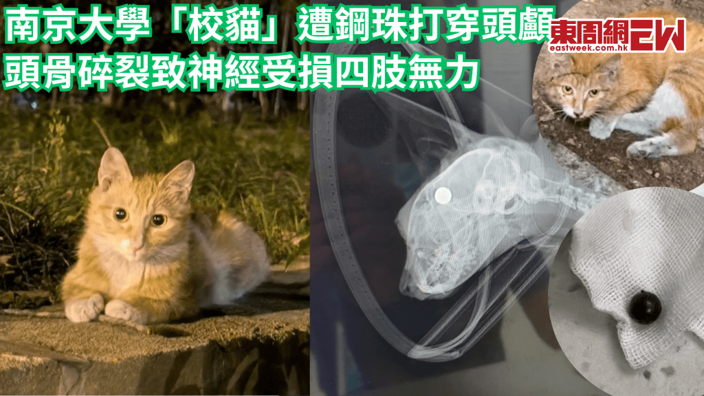 南京大學「校貓」遭虐殺 鋼珠打穿頭顱致頭骨碎裂生死未卜