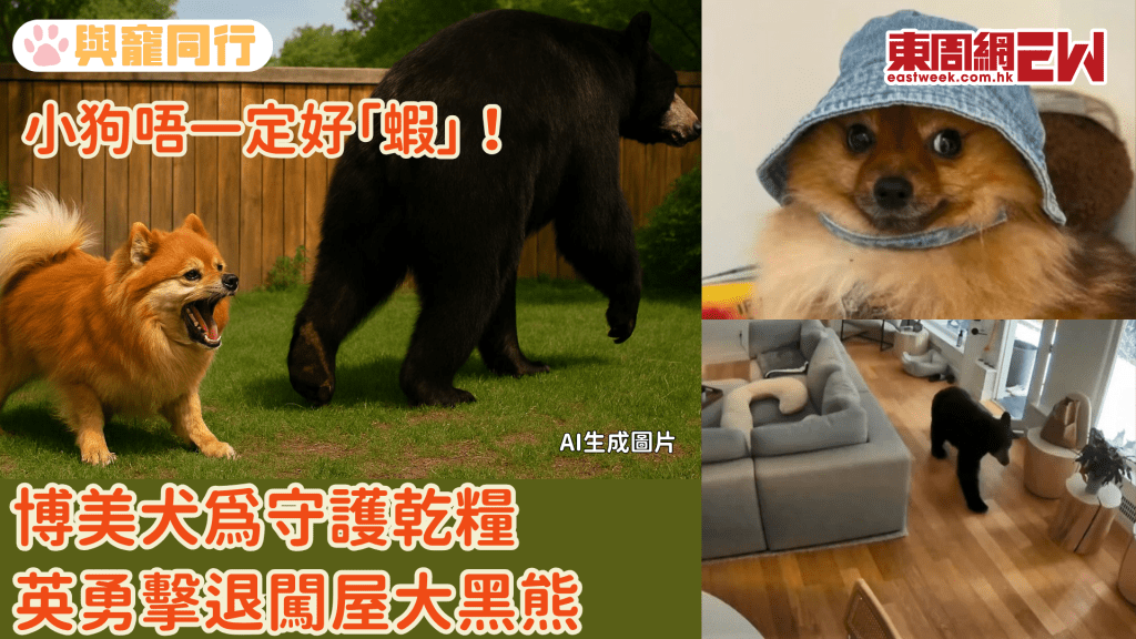 加拿大黑熊入屋偷食狗糧 博美犬狂吠追趕黑熊 自己粒粒要自己守護