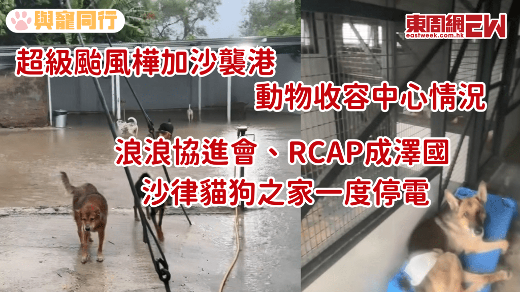 浪浪協進會、RCAP成澤國 沙律貓狗之家一度停電