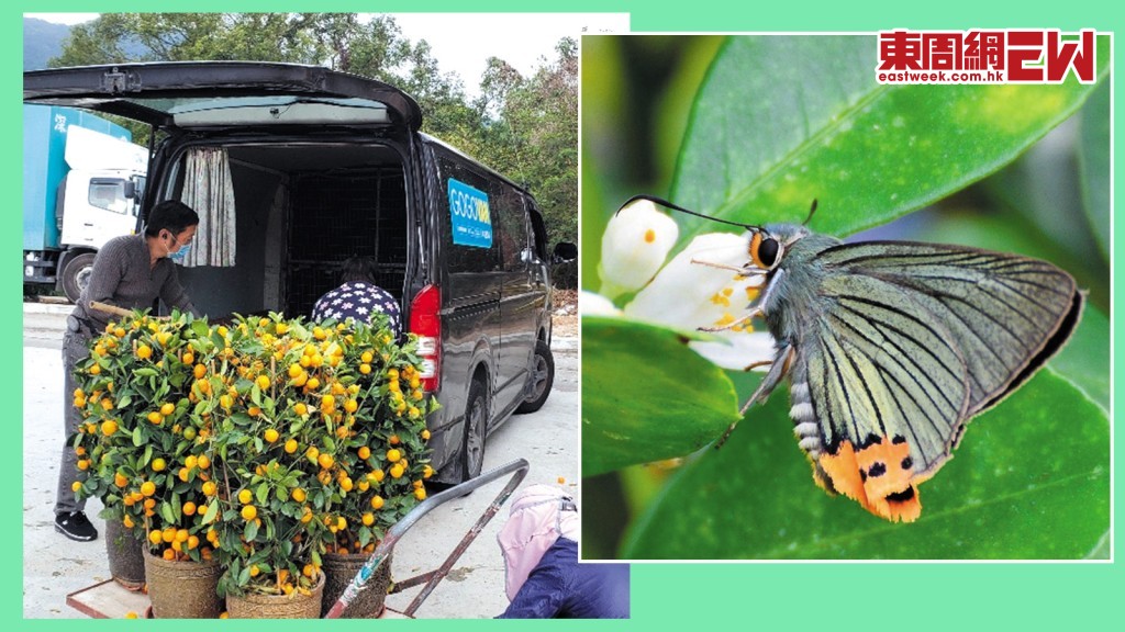 回收年桔可再生成蝴蝶棲息空間，其中綠弄蝶（右圖）喜歡吸食年桔花蜜。