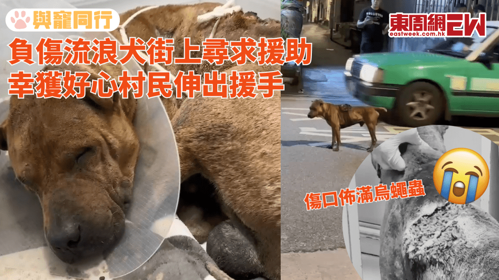 流浪犬背上傷口佈滿烏蠅蟲 村民冷漠對待 終獲浪浪協進會救起