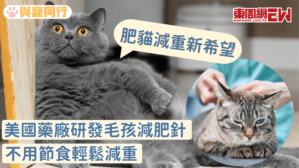 貓咪減重新希望 美國藥廠研發毛孩減肥針 不用節食輕鬆減重