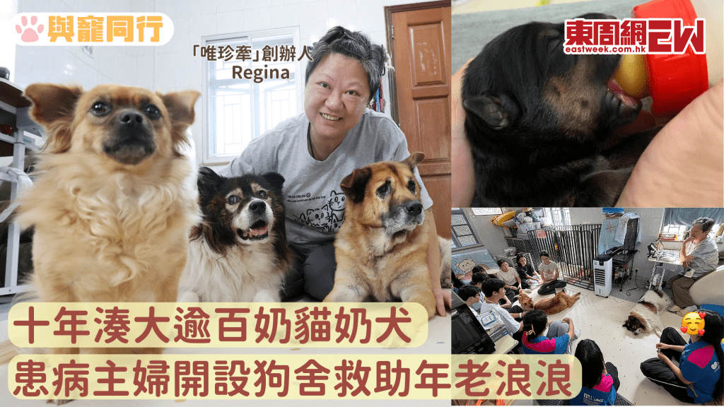 患病主婦創立「唯珍牽」救助年老傷病浪浪 親手製作寵物鮮食包支援狗舍開支 