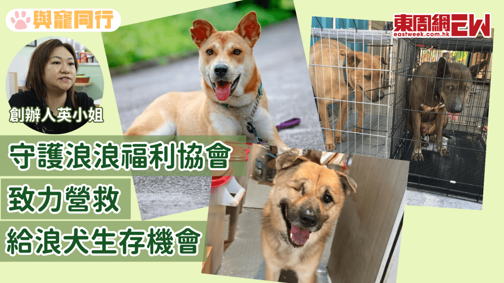 守護浪浪福利協會 致力營救 給浪犬生存機會