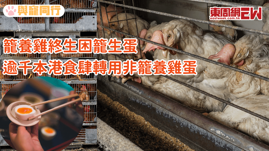籠養蛋雞終生困籠 動保機構成功勸喻本港餐飲業轉用非籠養雞蛋