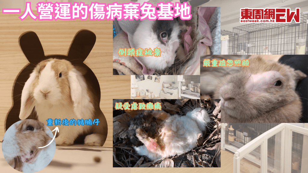 一人的兔兔基地 前護士用養老金開兔舍 凌晨游繩爆林為救兔 