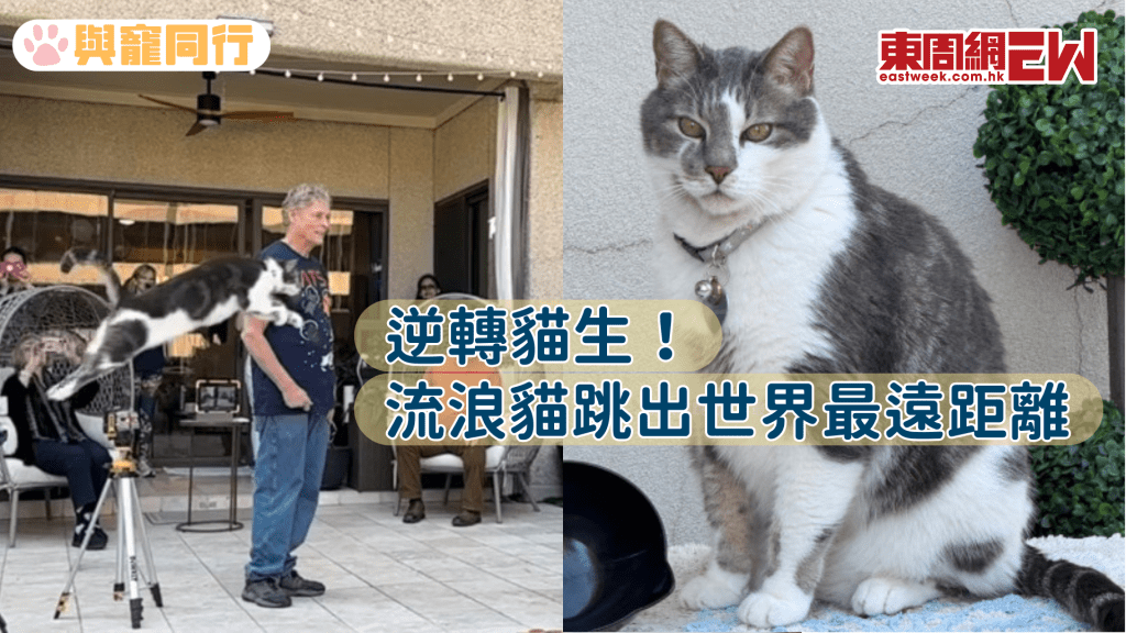 美飼主收養流浪病貓 發掘其天賦才能 跳出健力士世界紀錄
