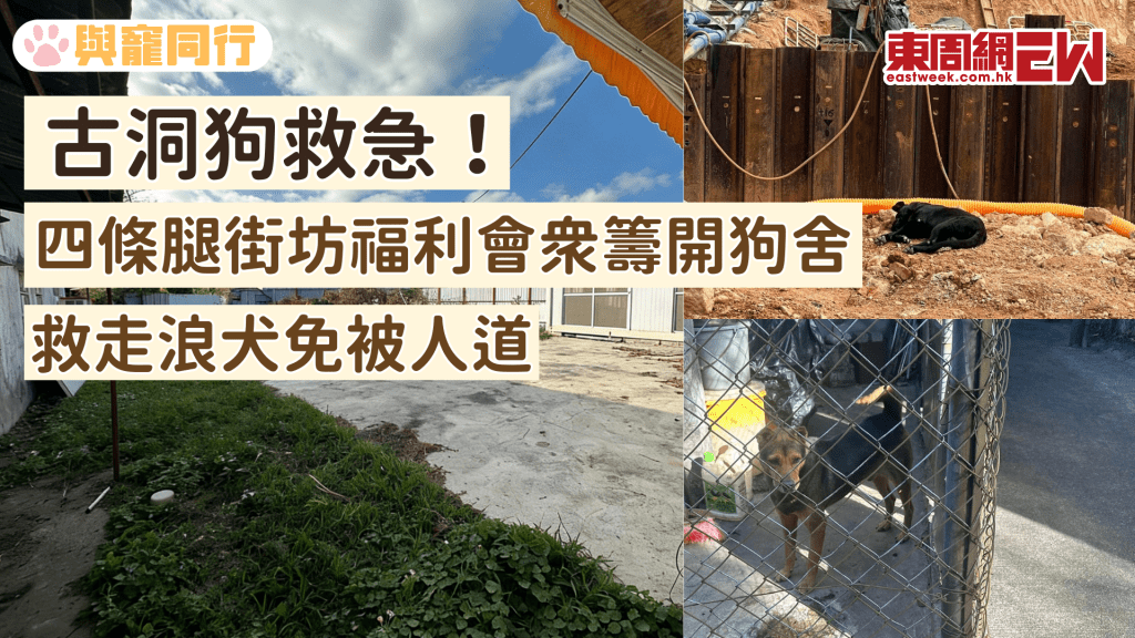 古洞狗狗救急！四條腿街坊福利會眾籌開狗舍 救走浪犬免被人道
