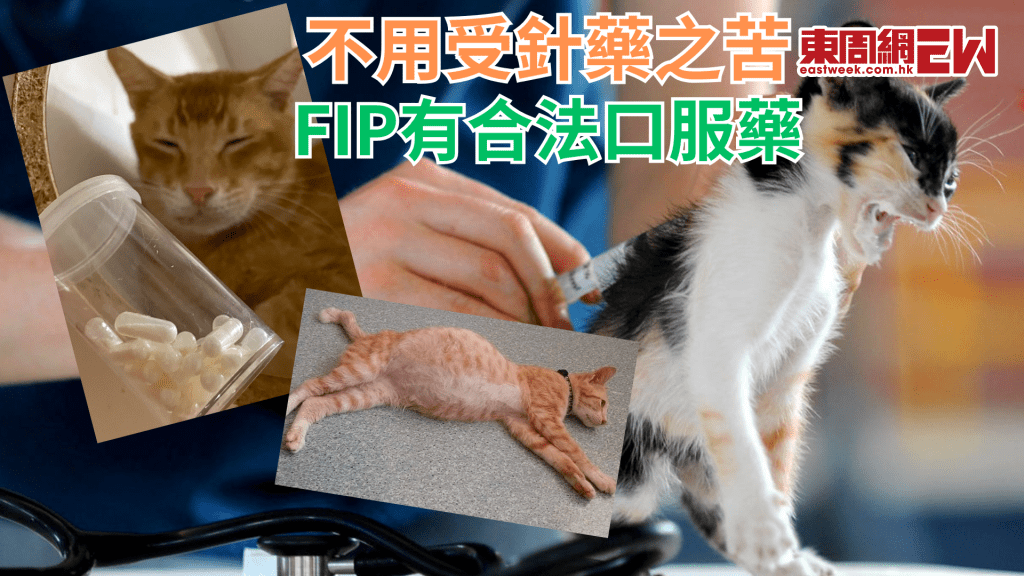 貓傳腹膜炎│不用受84針之苦 FIP終於有合法口服藥