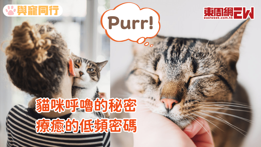 貓咪「煲水聲」有保健作用？可強化骨骼、減低焦慮 吸貓能醫百病？
