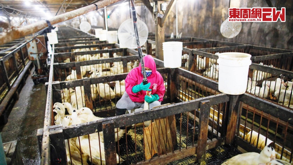 養鵝場會以「灌食」的粗暴方式，將管子插入鵝的喉嚨，強逼牠們進食，令鵝肝肥大十倍以上。