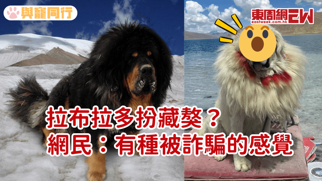 西藏景區藏獒竟是拉布拉多所扮 戴上假毛領掩人耳目與遊人拍攝賺錢