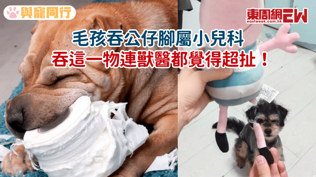 毛孩甚麼都能吞下肚!獸醫獸護分享真實個案 原來公仔腳紙巾已算小事
