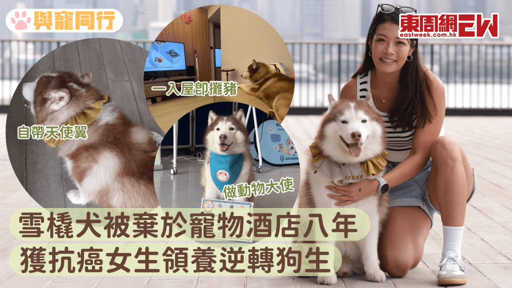 抗癌女生領養棄犬 乖巧不拆家 陪伴走過復康路