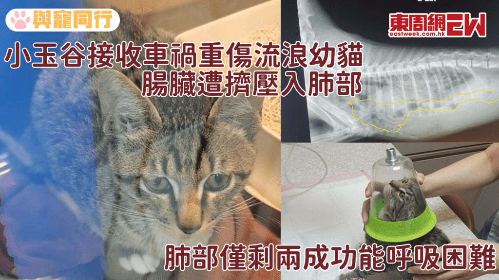 小玉谷接收車禍重傷流浪幼貓 腸臟遭擠壓入肺部 僅剩兩成功能呼吸困難
