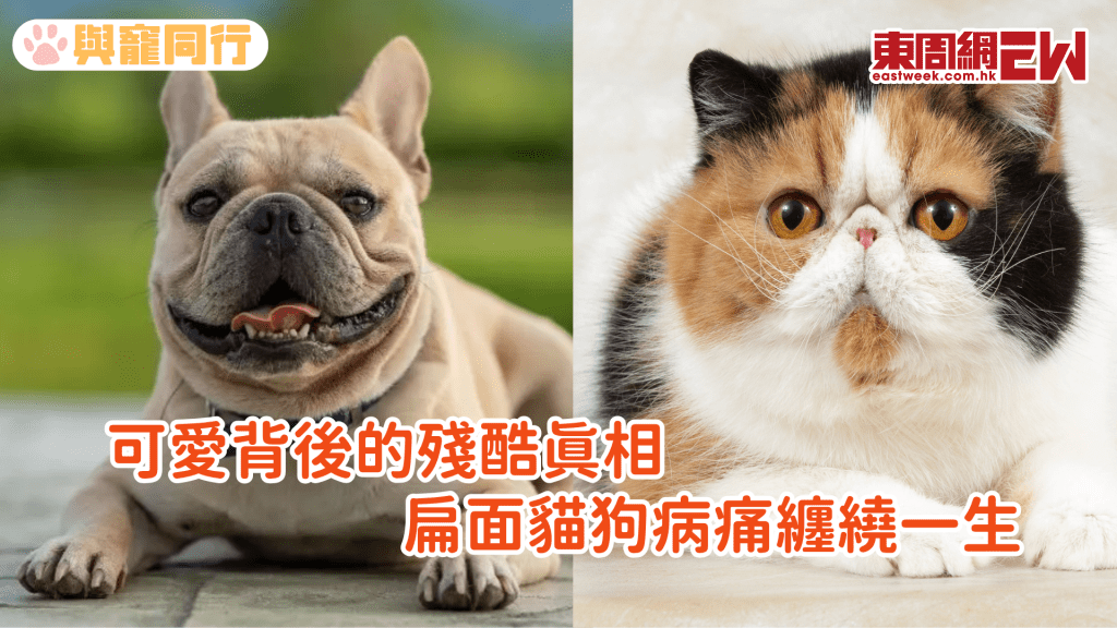 法鬥、八哥好可愛?扁面品種的病態審美 天生一身病痛 壽命亦是最短