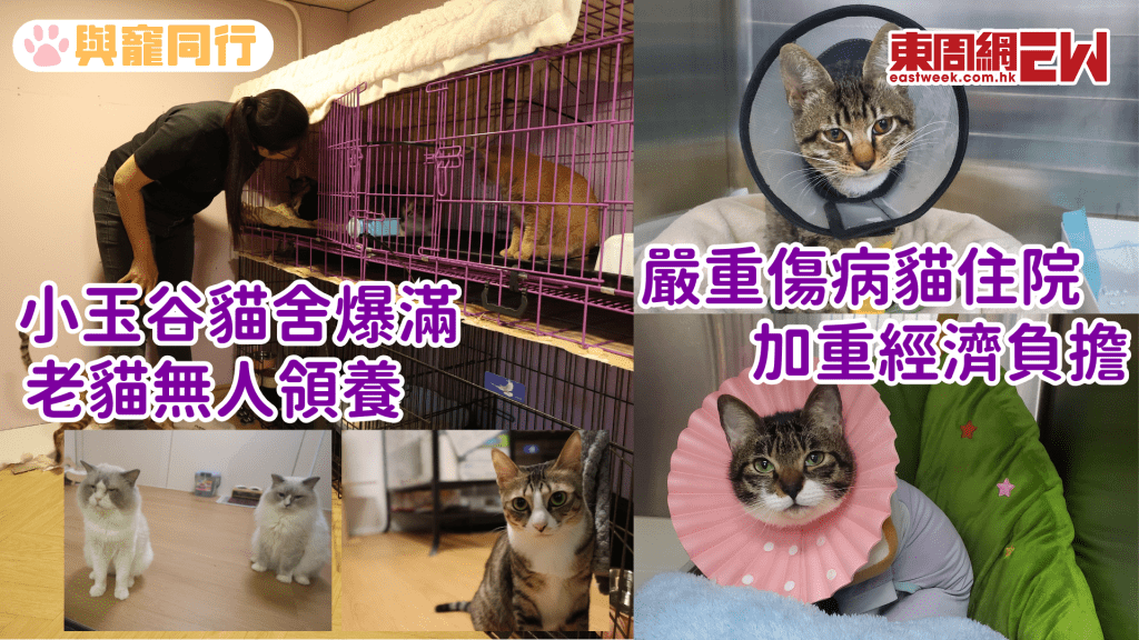 小玉谷貓舍爆滿 老貓無人領養 傷病貓康復後仍要住院加重經濟負擔