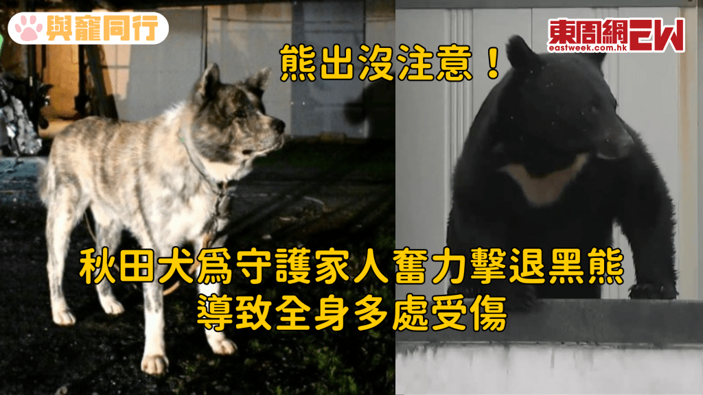 日本黑熊闖民宅 秋田犬英勇護主擊退黑熊