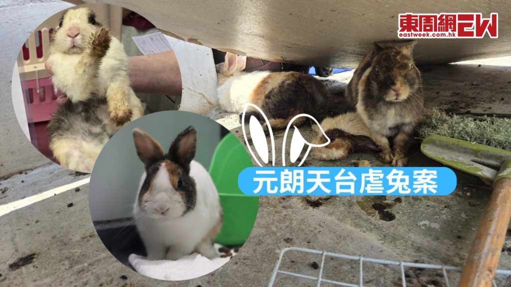 元朗天台虐兔案 生活在垃圾堆中 欠水欠糧 烈日下曝曬 獲救兔兔踏上尋家之路