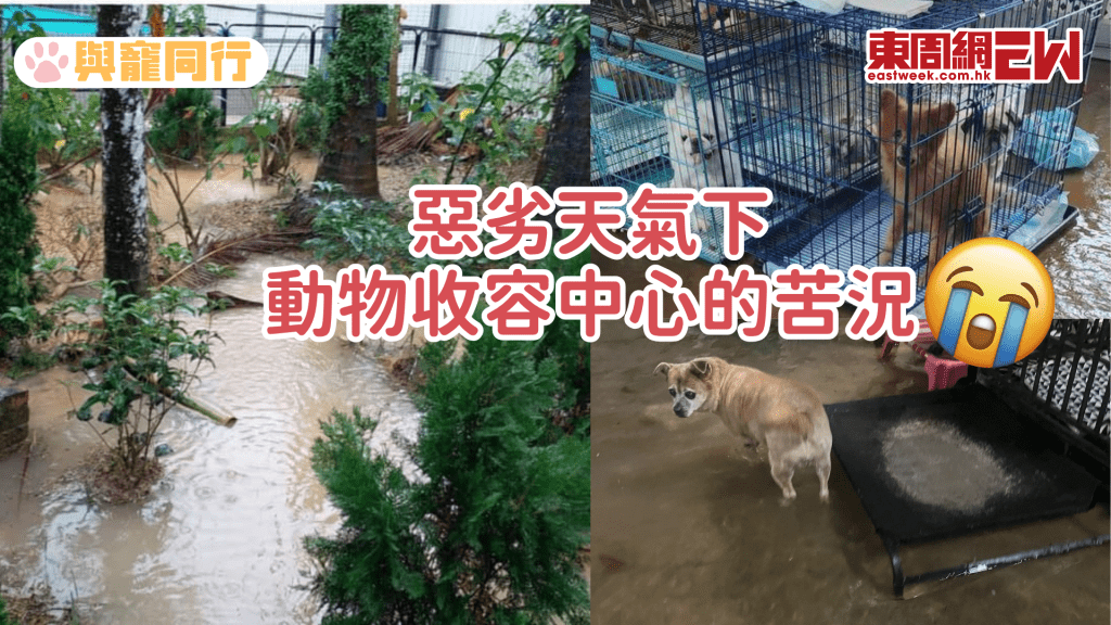 颱風黑雨致狗場水浸 沙包抽水機都無用 狗狗浮在水中度過