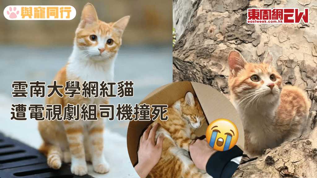 陸劇《紅舞鞋》劇組司機疑校內高速行駛 撞死校內明星橘貓
