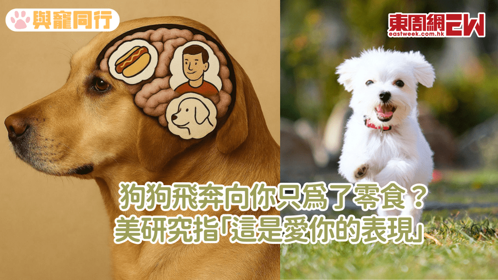 狗狗的真愛是主人還是肉肉？腦部掃描顯示狗狗最愛的是......
