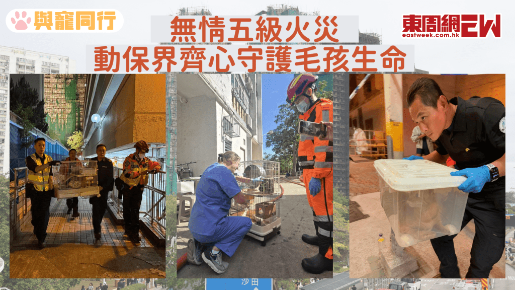 大埔宏福苑無情五級火災 動保界齊心守護毛孩生命