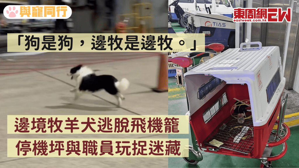 邊牧大鬧桃園機場 衝破飛機籠 停機坪放足兩小時電