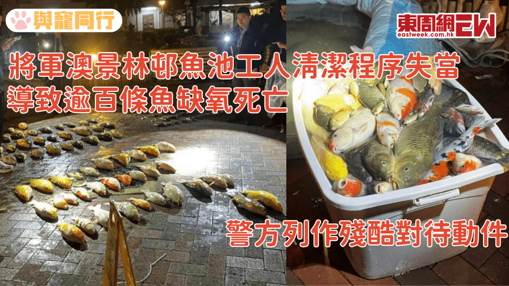 將軍澳景林邨魚池工人清潔程序失當 導致逾百條魚缺氧死亡 警方列作殘酷對待動件