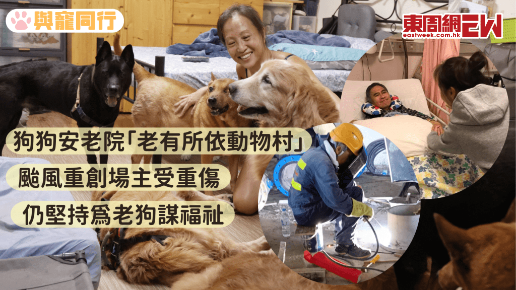 老有所依動物村洪氏夫婦出心出力 做地盤工維持狗舍 讓老狗安享晚年