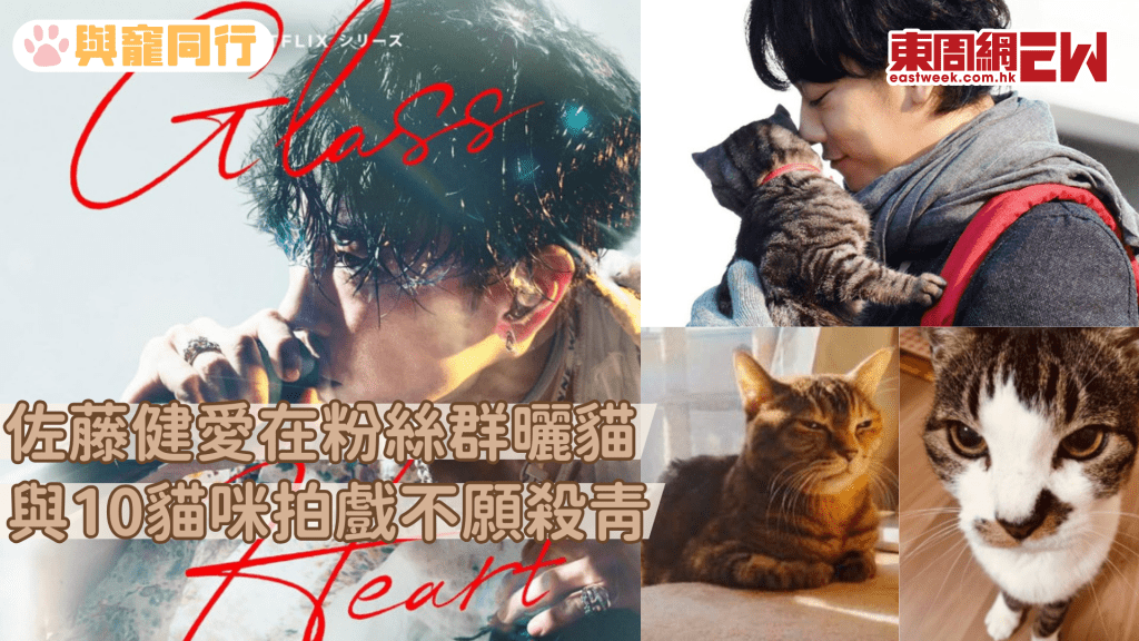 Netflix日劇《玻璃之心》佐藤健是貓奴一名 在粉絲群曬貓 設計貓咪慈善商品
