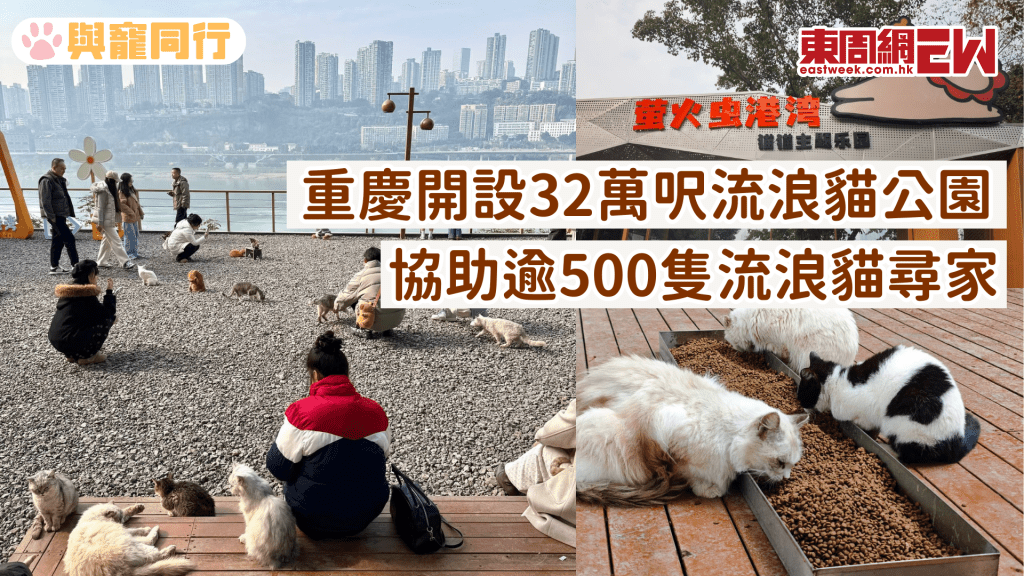 重慶流浪貓公園收容500隻流浪貓 與市民互動賺零食 網友盼限人流減輕貓貓壓力