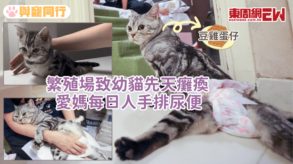 繁殖場禍害 幼貓先天癱瘓 愛媽每日人手排尿便