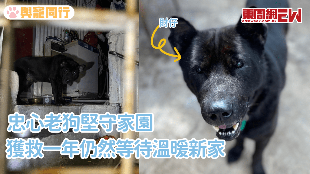茶果嶺拆遷 11歲忠犬堅守家園 獲救一年仍未覓得新家