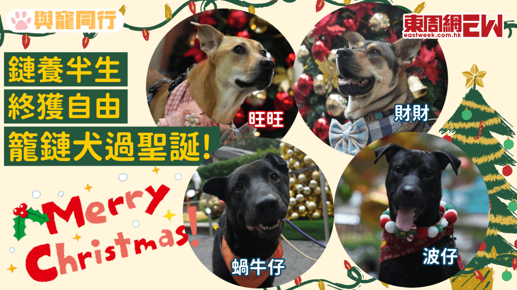 鏈養半生 終獲自由 籠鏈犬開心過第一個聖誕！