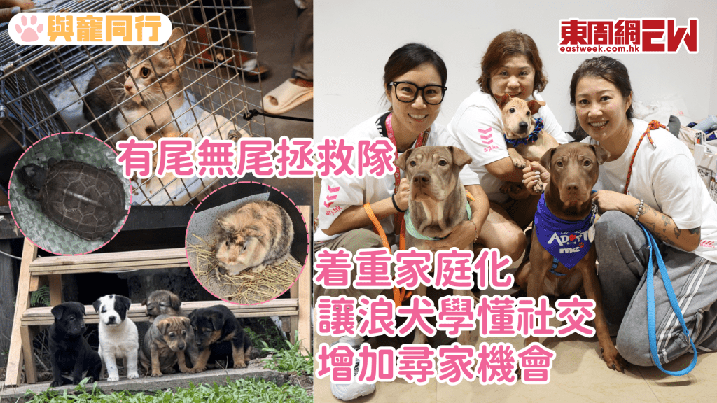 着重家庭化 讓浪犬學懂社交 增加尋家機會