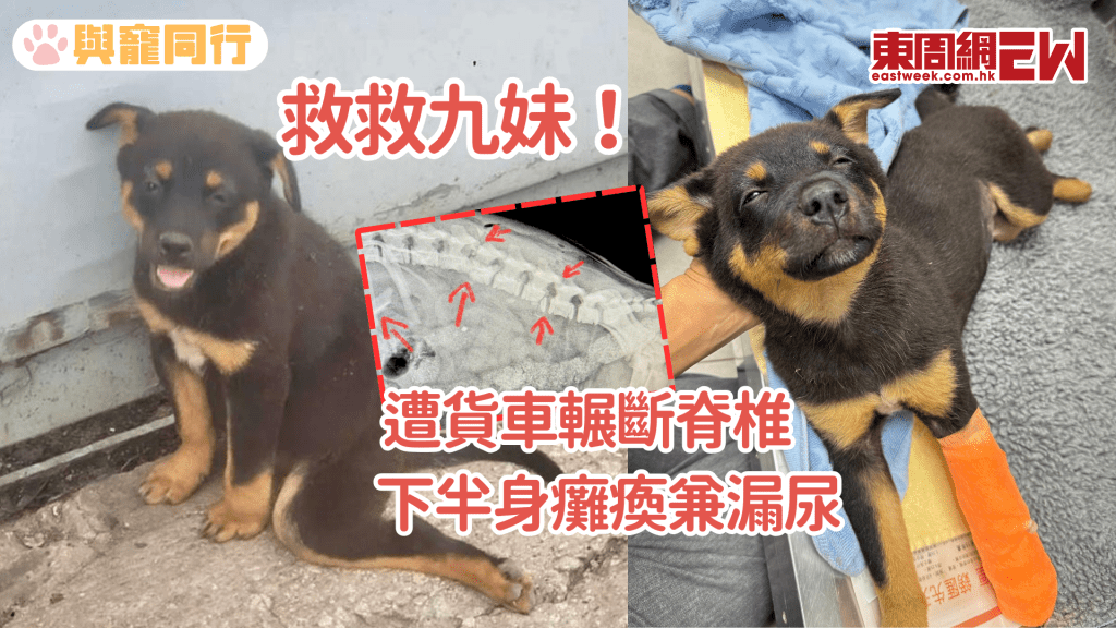 流浪幼犬疑遭貨車輾過 脊椎多處斷裂 浪浪之家救起求集氣度難關