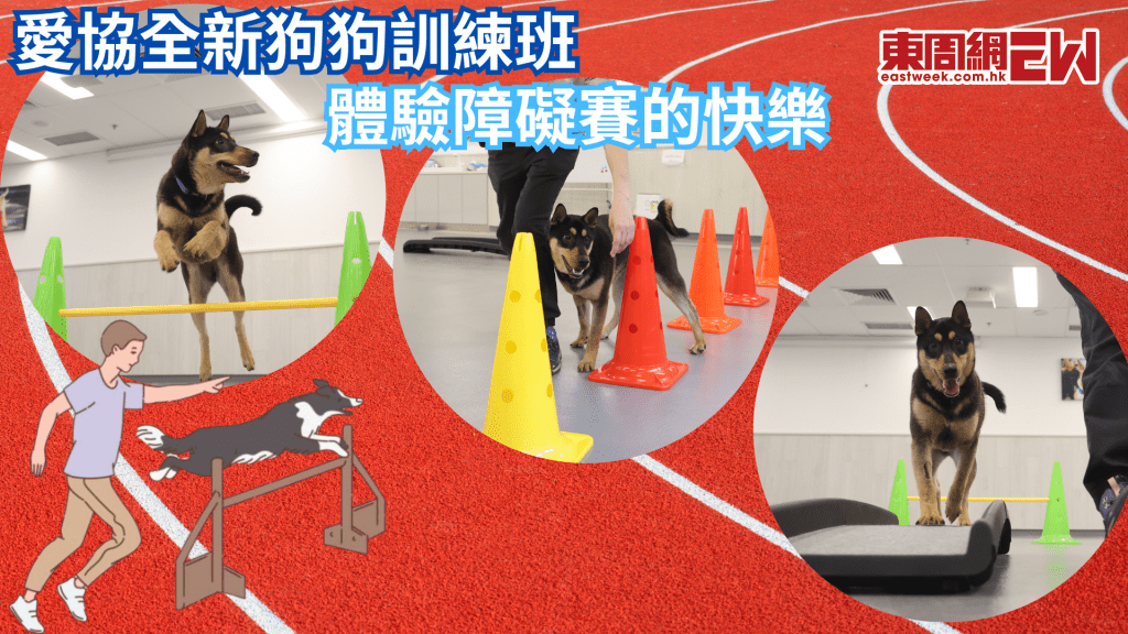 愛協推出障礙賽課程 提升狗狗自信 共享親子時光